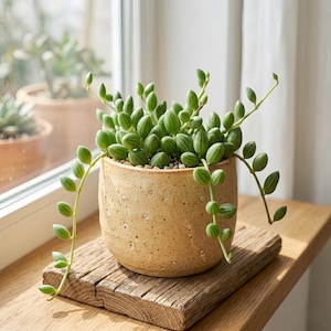 May include: A String of Pearls plant in a speckled beige ceramic pot, sitting on a weathered wooden plank. The plant has vibrant green, oval-shaped leaves and trailing stems, creating a natural, decorative element.