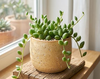 String of Watermelons 2 Inch Live Succulent, Rare Trailing Houseplant No Pot