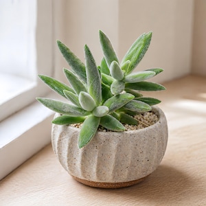 Fuzzy Succulents - Etsy