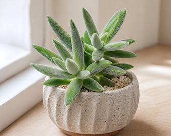 Fuzzy Succulent, Silver Green Velvet Leaves, Mini 2 Inch Pot, Rare Houseplant Gift