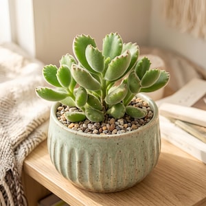 May include: A small, light green ceramic pot with a Bear's Paw succulent. The pot has vertical grooves and is filled with small pebbles. The succulent has light green, fuzzy leaves with reddish-brown tips.