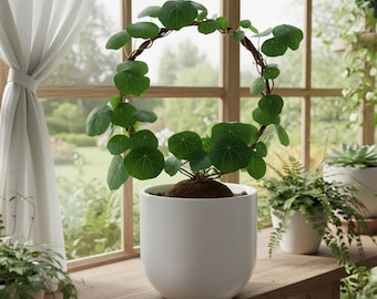 Stephania Erecta Caudex Bulb, Rare Indoor Houseplant Gift for Plant Lovers