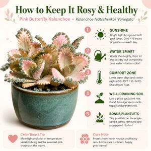 2-Inch Mother of Thousands Live Succulent Plant – Mexican Hat Plant in Nursery Pot, Ideal for Indoor Desk Decor and Wedding Favors image 6