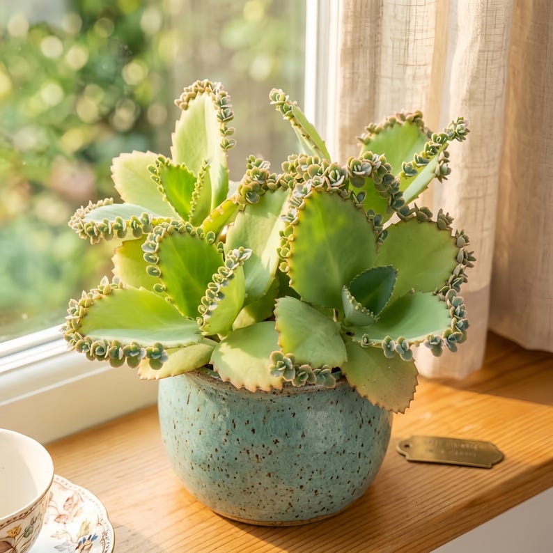 May include: A Kalanchoe daigremontiana succulent plant with light green, serrated leaves featuring small plantlets along the edges. The plant is potted in a round, speckled, teal-colored ceramic planter with a smooth, glazed finish.