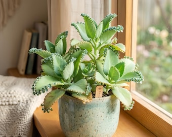 2-Inch Mother of Thousands Live Succulent Plant – Mexican Hat Plant in Nursery Pot, Ideal for Indoor Desk Decor and Wedding Favors