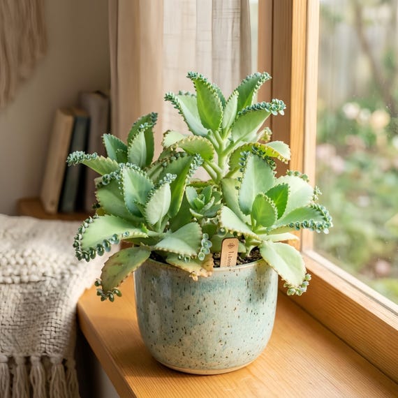 2-Inch Mother of Thousands Live Succulent Plant – Mexican Hat Plant in Nursery Pot, Ideal for Indoor Desk Decor and Wedding Favors