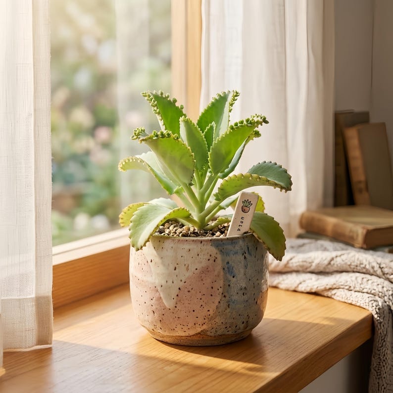 May include: A Kalanchoe daigremontiana succulent with serrated green leaves in a speckled ceramic pot featuring patches of pink and blue. A small wooden plant marker with a graphic of a potted plant and the text "cute" is inserted in the soil.