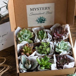 May include: A brown cardboard box containing nine individual succulent plants, each wrapped in white tissue paper. The inside lid features a label with the text MYSTERY Succulent Box and a green succulent illustration. A thank you card is visible nearby.