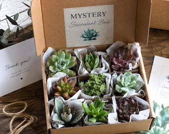 Live Succulent Mystery Box, Random Succulent Plants, Plant Lover Gift, Housewarming Gift, Choose Quantity