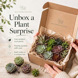 Live Succulent Mystery Box, Random Succulent Plants, Plant Lover Gift, Housewarming Gift, Choose Quantity