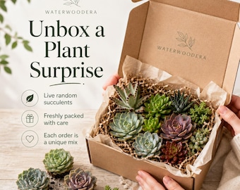 Live Succulent Mystery Box, Random Succulent Plants, Plant Lover Gift, Housewarming Gift, Choose Quantity