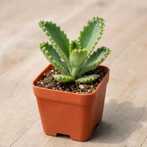 2-Inch Mother of Thousands Live Succulent Plant – Mexican Hat Plant in Nursery Pot, Ideal for Indoor Desk Decor and Wedding Favors image 4