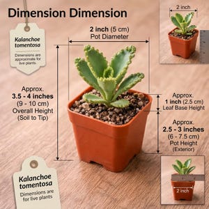 May include: A Kalanchoe tomentosa succulent in a square orange pot. The plant has fuzzy, serrated green leaves. Text indicates an overall height of 3.5-4 inches, a 2-inch pot diameter, a 2.5-3 inch pot height, and a 1-inch leaf base height.