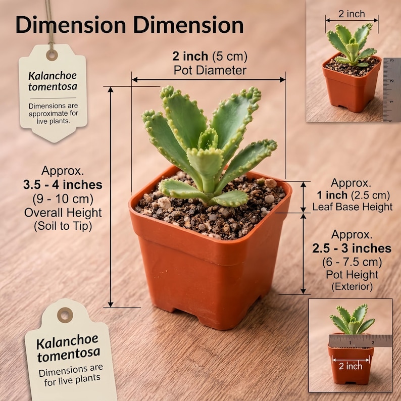 May include: A Kalanchoe tomentosa succulent in a square orange pot. The plant has fuzzy, serrated green leaves. Text indicates an overall height of 3.5-4 inches, a 2-inch pot diameter, a 2.5-3 inch pot height, and a 1-inch leaf base height.