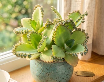 2-Inch "Mother of Thousands" Live Succulent — "Mexican Hat" Indoor Potted Plant; Ideal for Desk Decor or Wedding Favors