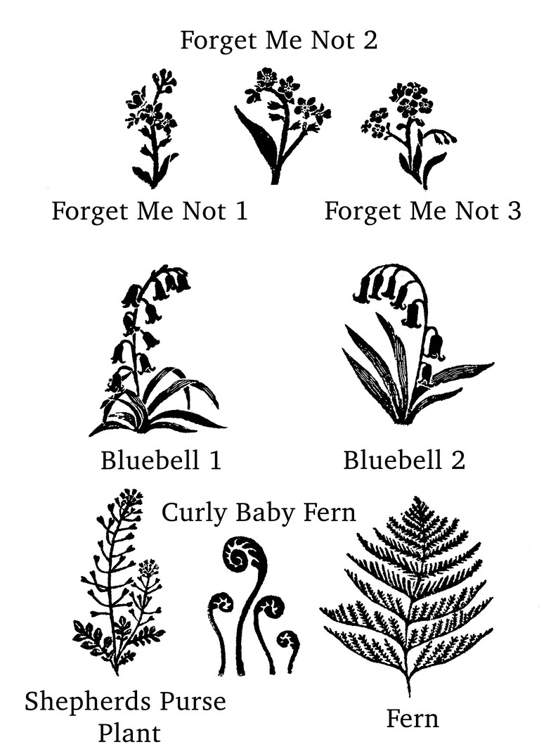 May include: Black and white line drawings of various plants, including forget-me-nots, bluebells, curly baby fern, shepherds purse, and fern. The drawings are labeled with the plant names.