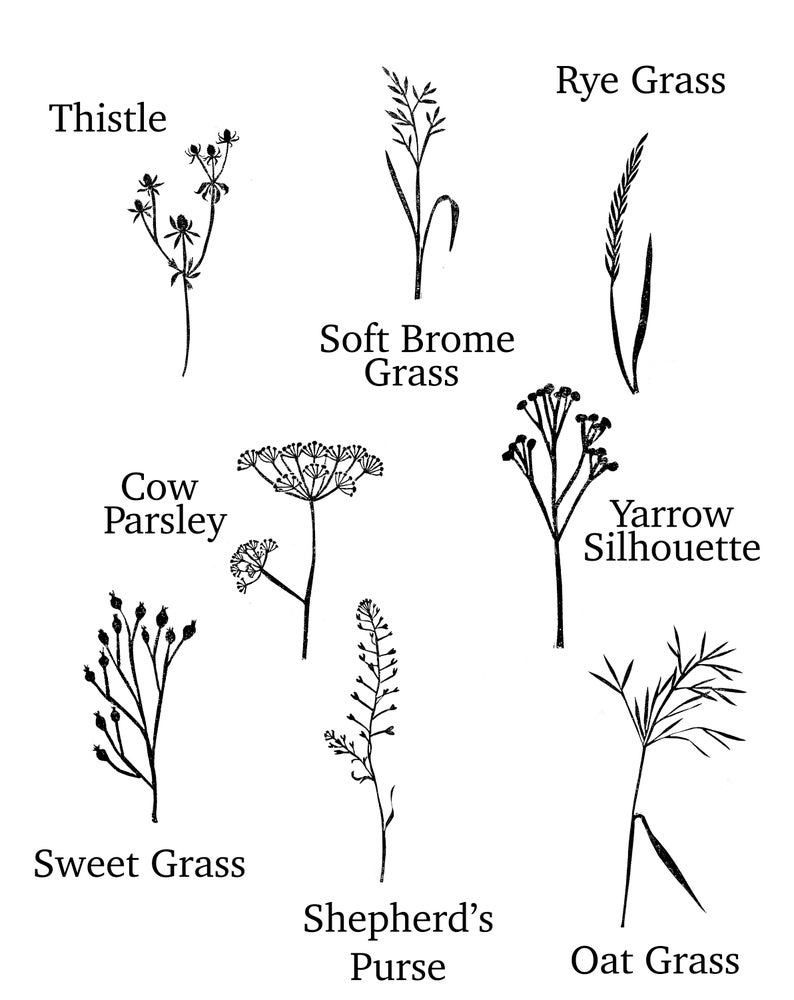 May include: Black and white line drawings of various types of grasses and wildflowers, including thistle, cow parsley, soft brome grass, rye grass, yarrow silhouette, sweet grass, shepherd's purse, and oat grass.