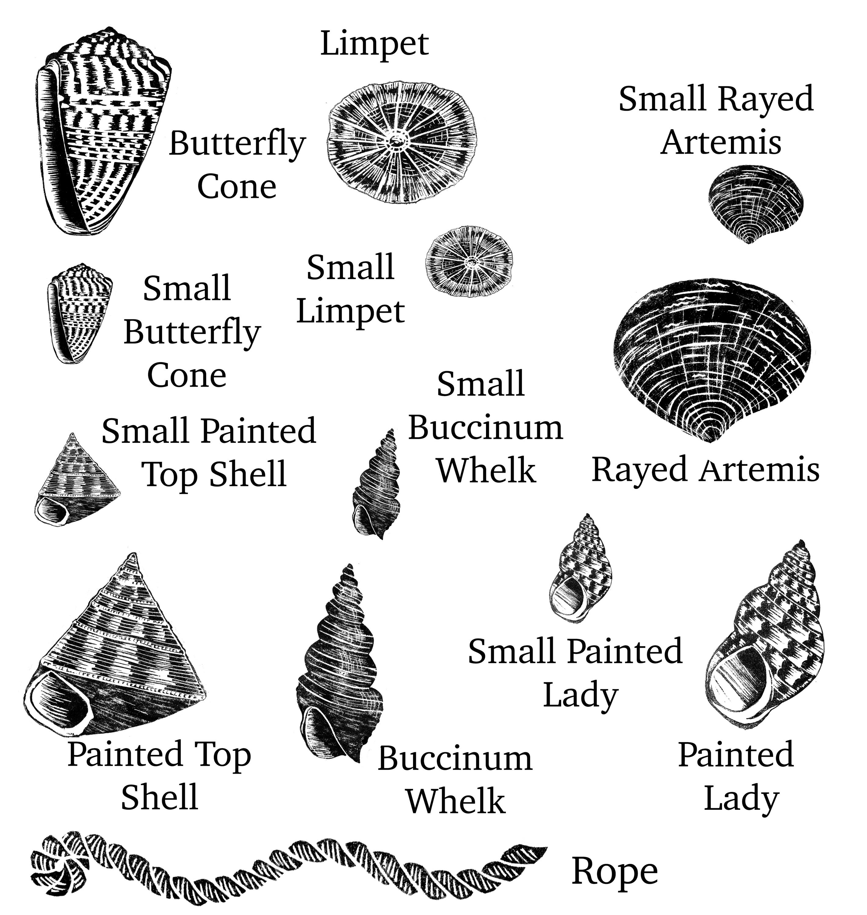 Sea Shell Rubber Stamps for Craft and Card Making, Scrapbooking and ...