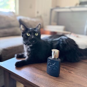 May include: A black cat with yellow eyes sits on a wooden table next to a dark blue perfume bottle with a gold cap. The bottle has a decorative emblem on the front. The cat is looking directly at the camera.