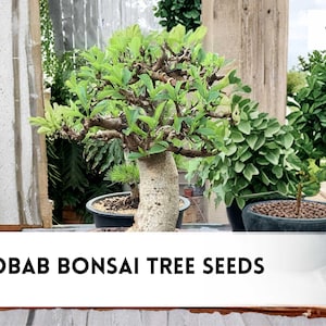 bonsai ebook Juniper Bonsai Care eBook