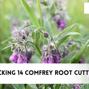 May include: Image of comfrey plants with purple flowers and green leaves. The text "3 BOCKING 14 COMFREY ROOT CUTTINGS" is displayed at the bottom of the image. The czbrainseeds logo is in the upper right corner.