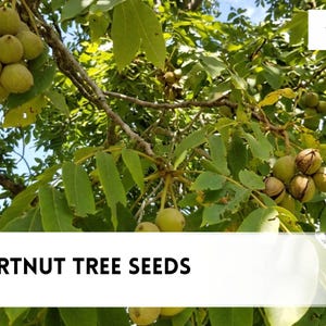 May include: A cluster of green heartnut tree seeds hanging from a branch with green leaves. The text 4 HEARTNUT TREE SEEDS is displayed in black on a white banner at the bottom, and the czbrainseeds logo is in the top right corner.