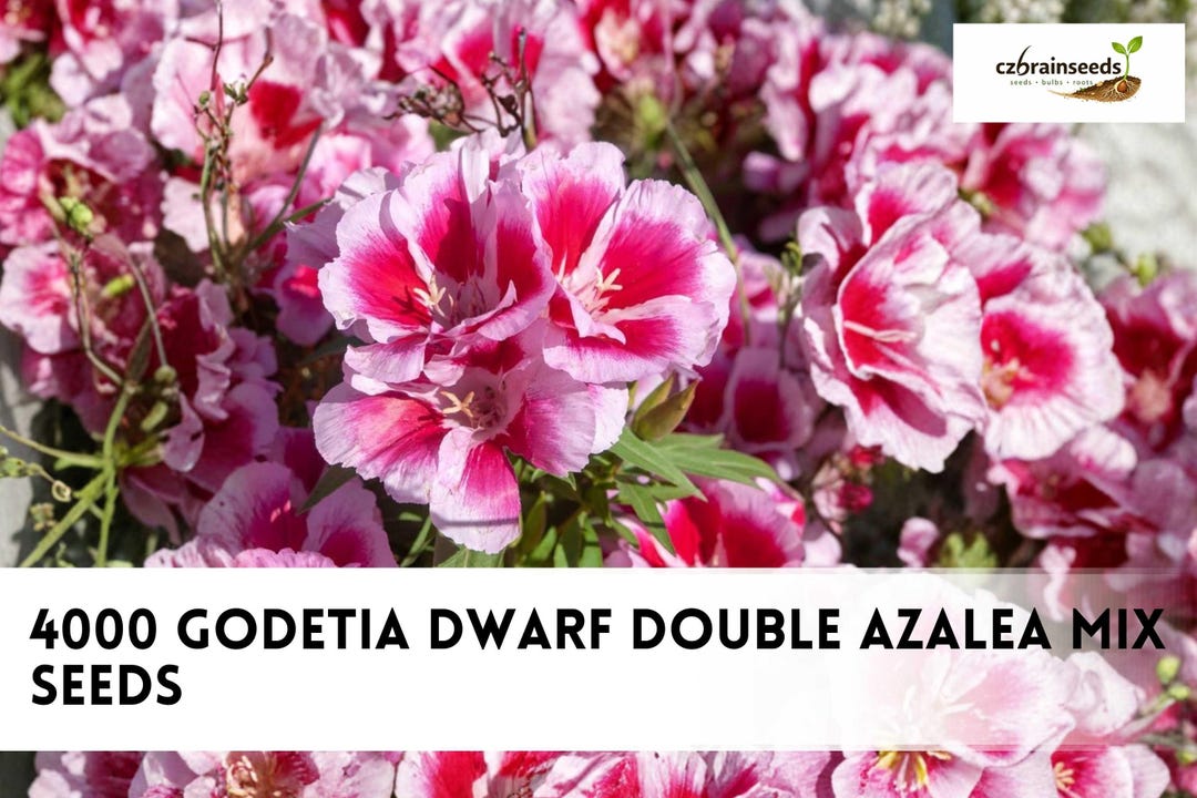 4000 Godetia Dwarf Double Azalea Mix Seeds | Compact Annual Garden ...