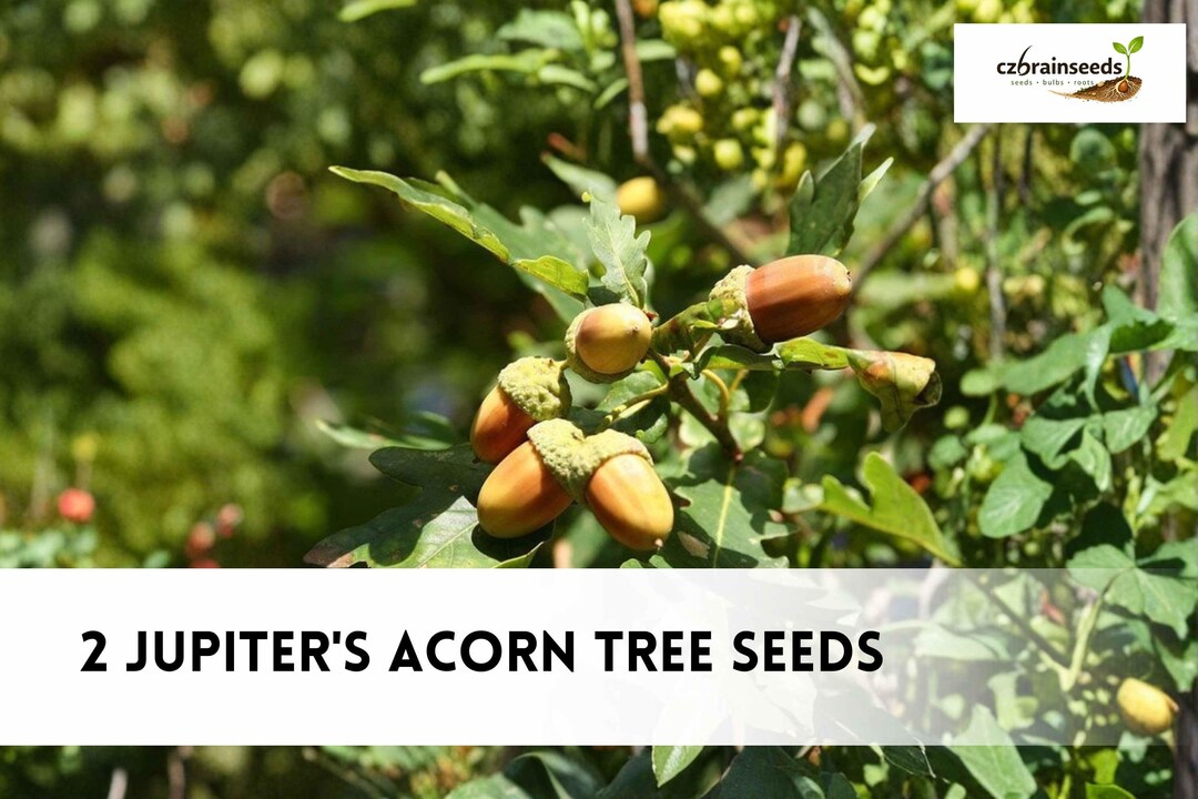 Jupiter's Acorn Tree Seeds | Dwarf Walnut, Compact Orchard Plant 2 ...