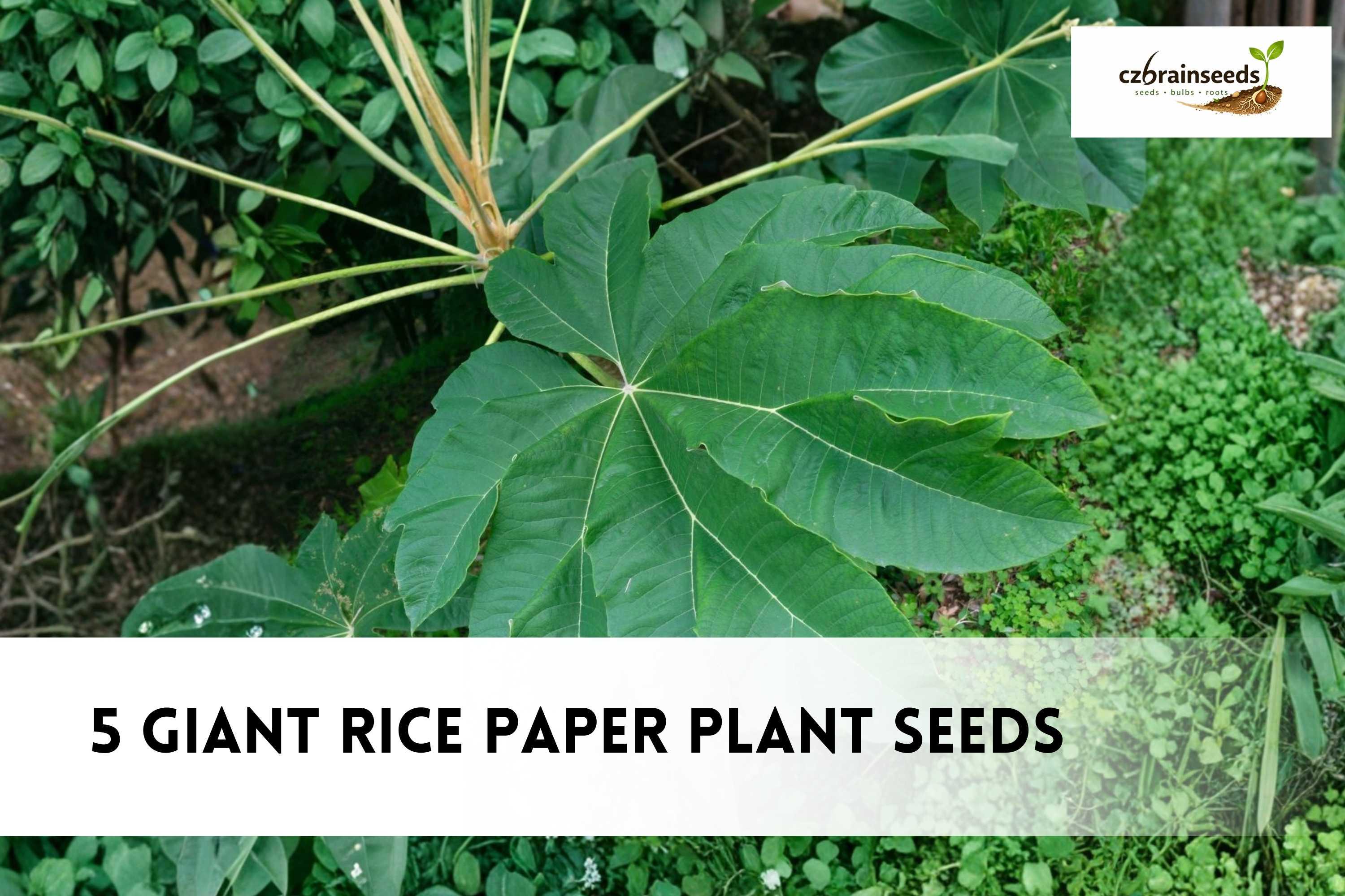 Great Description About Rice Paper Plant