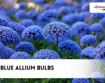 5 Blue Allium Bulbs | Rare Globe Blooms, Pollinator Garden Plant
