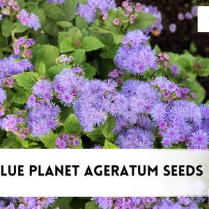 May include: A vibrant image of Blue Planet Ageratum flowers in full bloom, showcasing clusters of fluffy, lavender-blue blossoms. The flowers are surrounded by lush green foliage. The text "500 Blue Planet Ageratum Seeds" is displayed at the bottom.