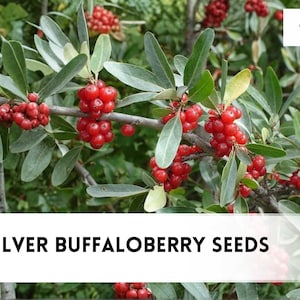 May include: Image of silver buffaloberry plant branches with clusters of bright red berries and green leaves. The text "100 SILVER BUFFALOBERRY SEEDS" is displayed at the bottom of the image. The background is a natural, outdoor setting.