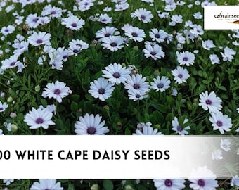 100 White Cape Daisy Seeds | Osteospermum ecklonis African Daisy Flowers, Garden Blooms, Easy Grow