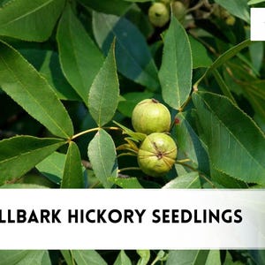 May include: A branch of a shellbark hickory tree featuring green, serrated, compound leaves and two round, light green husks. The image includes the text "3 SHELLBARK HICKORY SEEDLINGS" and a logo with the text "czbrainseeds" in the upper right corner.