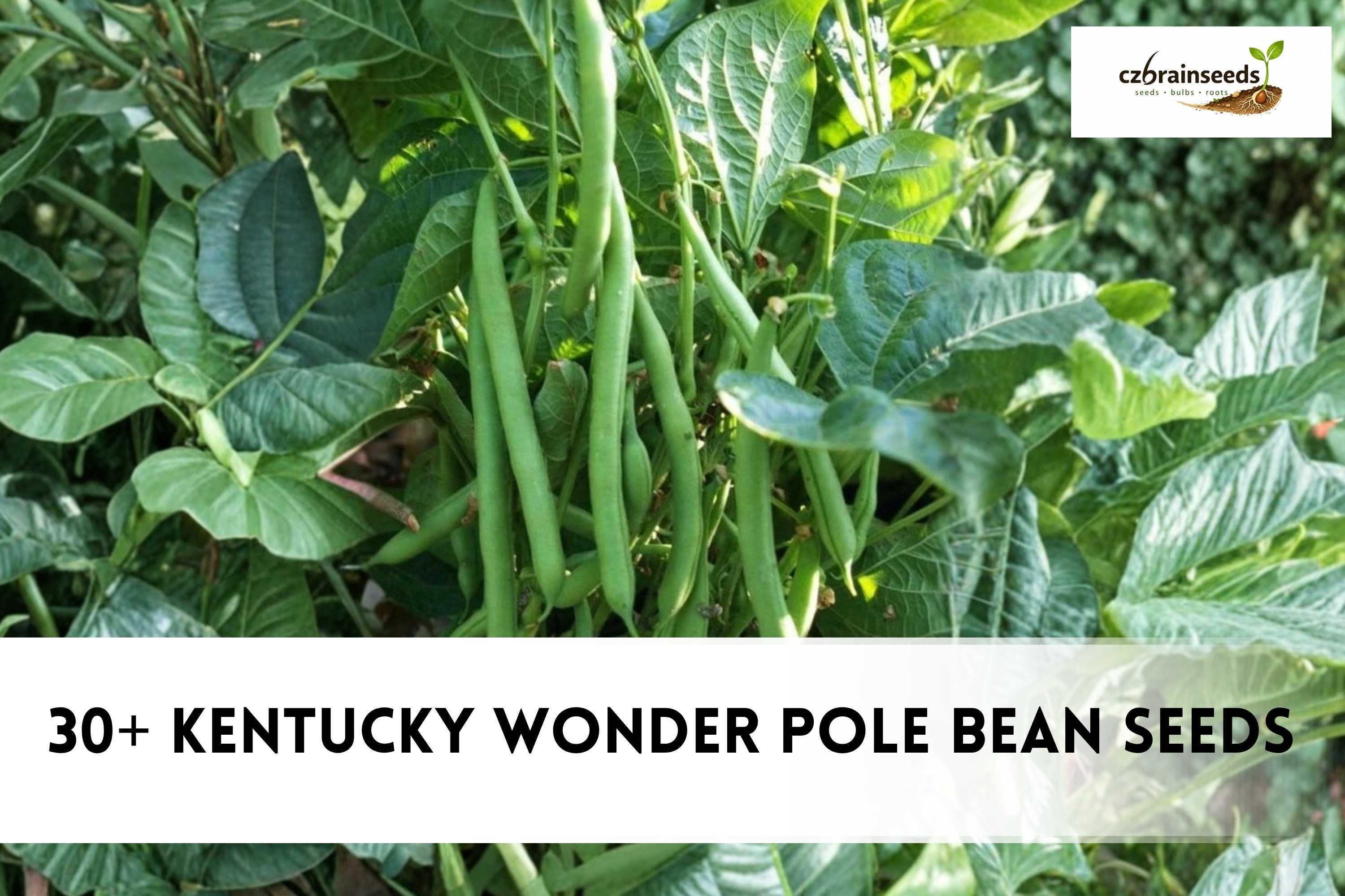 30+ Kentucky Wonder Pole Bean Seeds | Climbing Vegetable, Easy Grow
