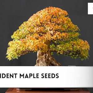 May include: A bonsai tree with autumn-colored yellow and orange leaves and a thick, textured trunk. The text 30 TRIDENT MAPLE SEEDS is displayed in black at the bottom, and the czbrainseeds logo is in the top right corner.