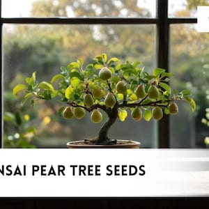 Bonsai Pear - Etsy