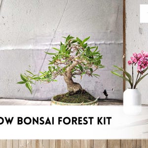 May include: A Willow Bonsai Forest Kit is displayed, featuring a small bonsai tree with green leaves and a curved trunk. A small white vase holds pink flowers. The text "WILLOW BONSAI FOREST KIT" is at the bottom.