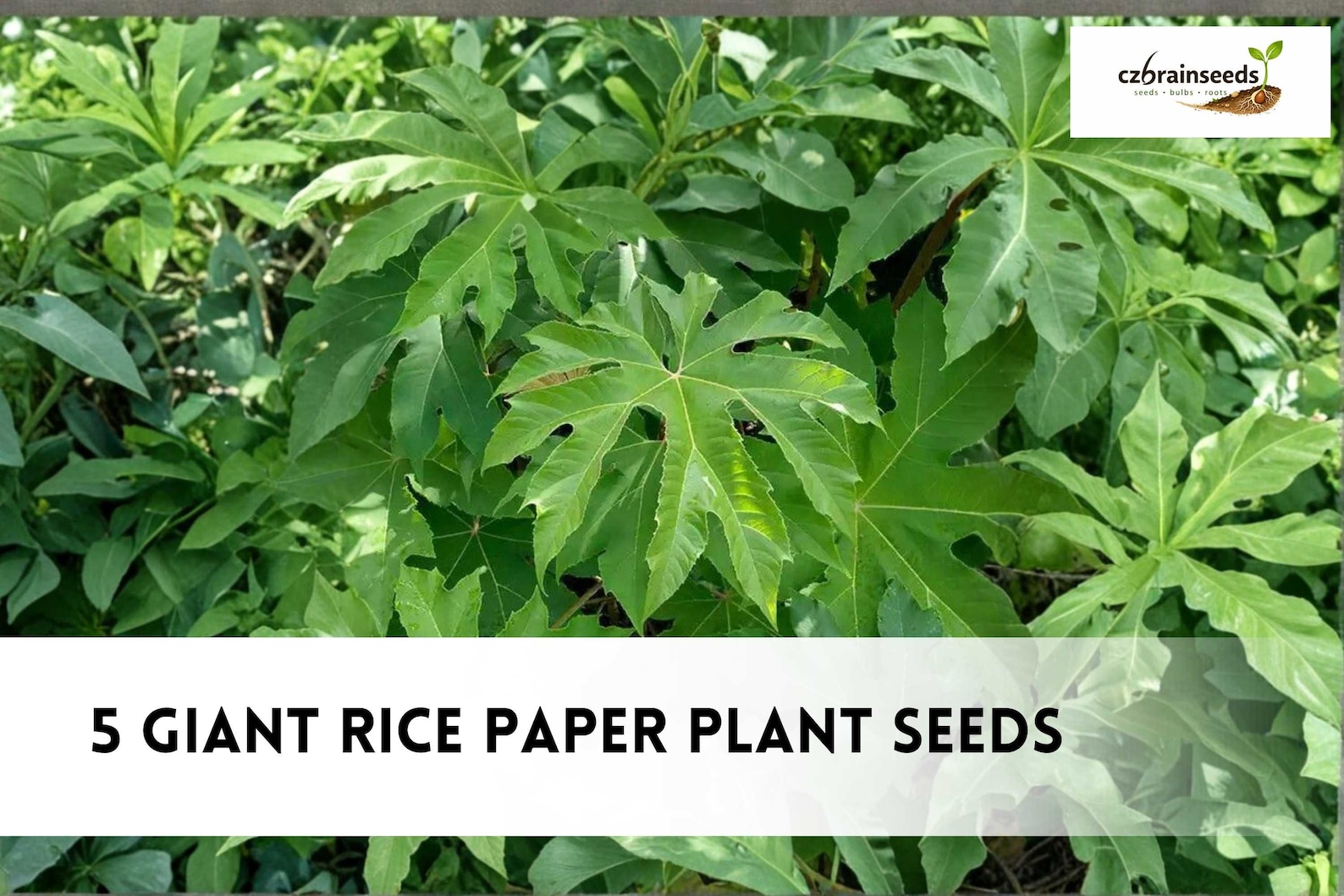 Great Description About Rice Paper Plant