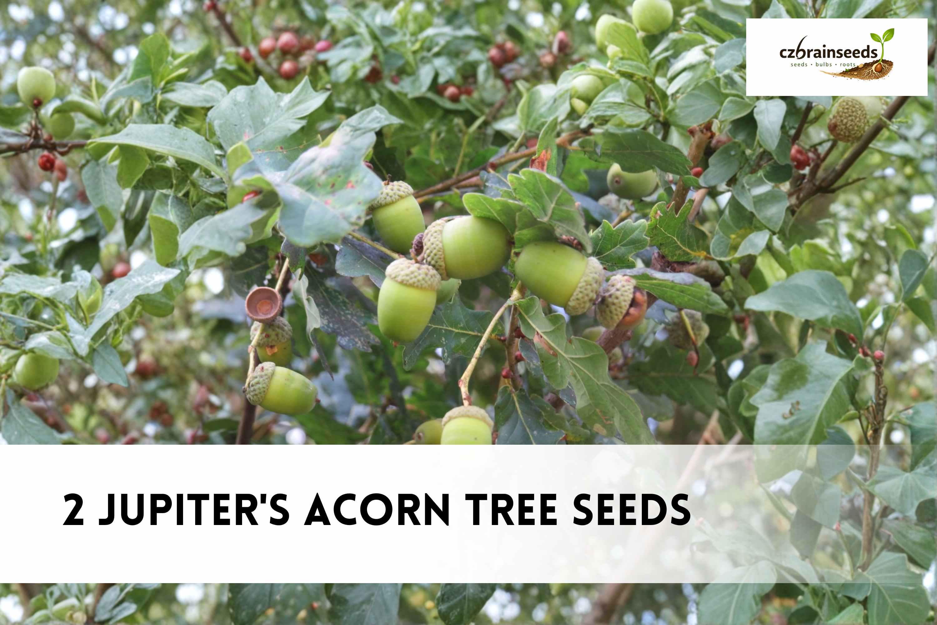 Jupiter's Acorn Tree Seeds | Dwarf Walnut, Compact Orchard Plant 2 ...