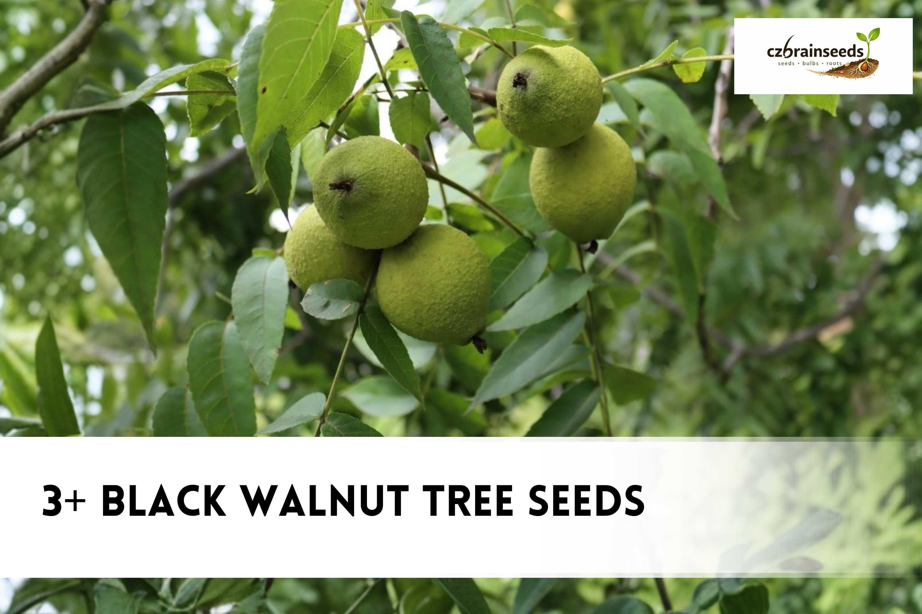 Black Walnut Tree Seeds - Etsy