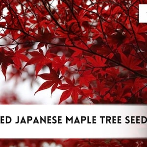 May include: Image of vibrant red Japanese maple leaves. The leaves are in focus, with a blurred background. The image includes the text "50+ RED JAPANESE MAPLE TREE SEEDS".