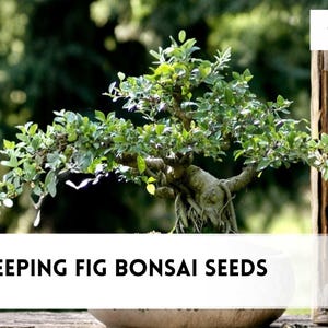 May include: A Weeping Fig bonsai tree with lush green leaves and a textured trunk is displayed in a light-colored ceramic pot. The image includes the text "30 Weeping Fig Bonsai Seeds". The background is blurred, with a wooden decorative element.