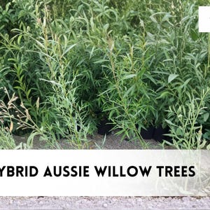 May include: A collection of green Hybrid Aussie Willow trees. The image shows multiple young trees with long, slender leaves. The text "10 Hybrid Aussie Willow Trees" is displayed at the bottom of the image. The czbrainseeds logo is in the top right corner.