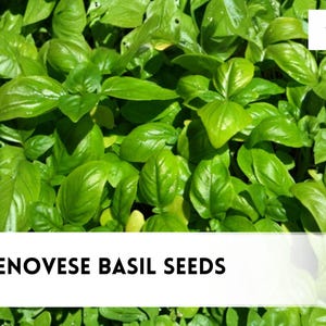 May include: A dense cluster of vibrant green Genovese basil leaves with a glossy texture. A white rectangular overlay at the bottom displays the black text 250 GENOVESE BASIL SEEDS, and a logo in the top right corner reads czbrainseeds.