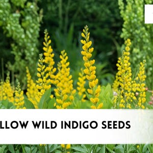 May include: Image of yellow wild indigo plants with vibrant, upright flower spikes. The image features a banner that reads "50 YELLOW WILD INDIGO SEEDS" against a backdrop of lush green foliage. The czbrainseeds logo is in the upper right corner.