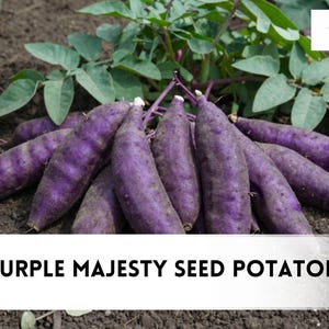 May include: A cluster of harvested Purple Majesty seed potatoes with deep purple skin and green leafy stems resting on dark soil. The text 3 LB PURPLE MAJESTY SEED POTATOES is displayed at the bottom, and the czbrainseeds logo is in the corner.