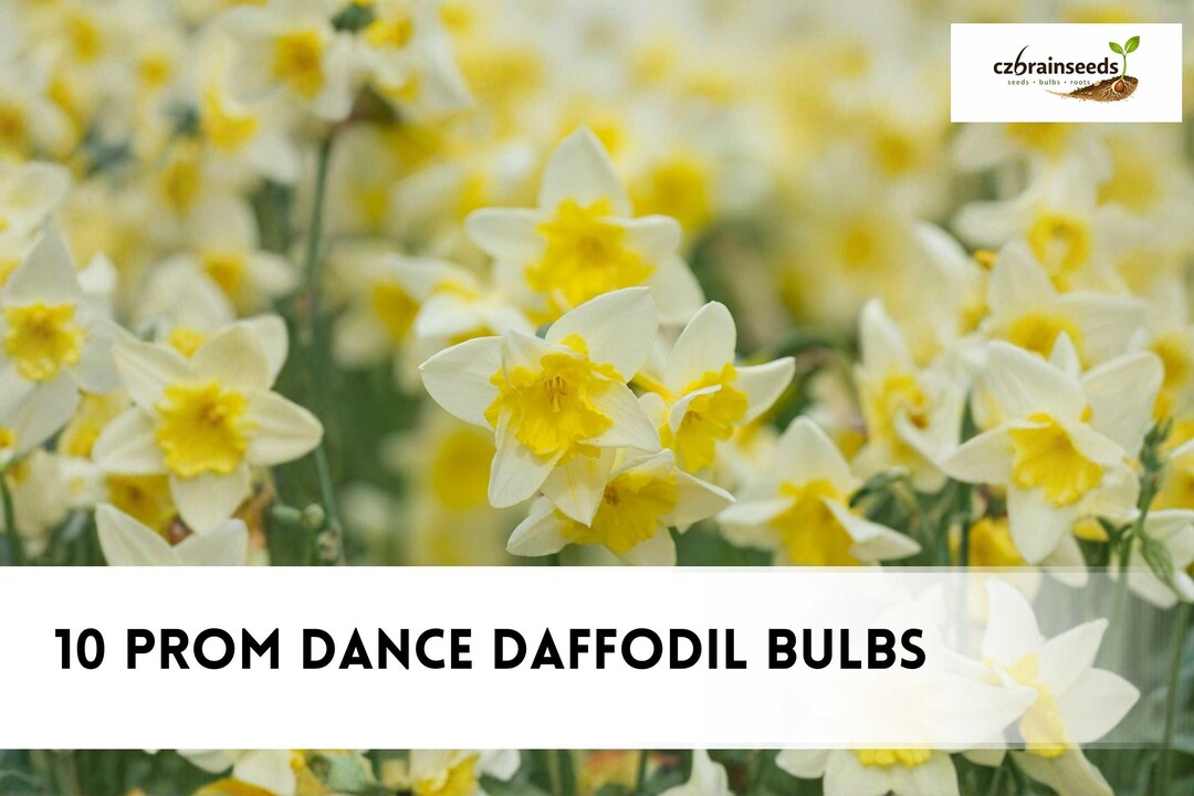 10 Prom Dance Daffodil Bulbs | Yellow White Double Spring Flowers ...