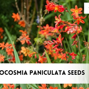 10 Crocosmia paniculata Seeds | Falling Stars Flower, Orange Red Garden Blooms, Perennial Flower Plant
