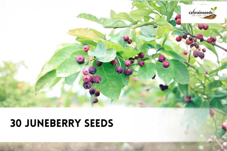 30 Juneberry Seeds | Amelanchier Lamarckii Ornamental Tree, White ...